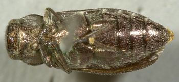 Media type: image;   Entomology 2703 Aspect: habitus ventral view